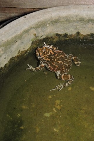 A Green Toad enjoying a dip