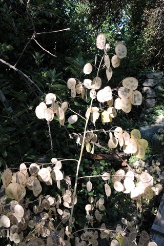 Honesty seeds