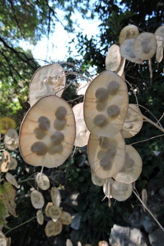 Honesty seeds in their casing