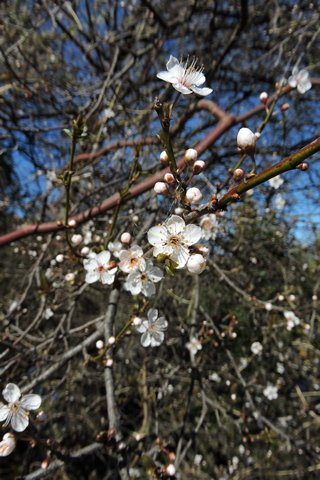 Plum blossom on the tree in February