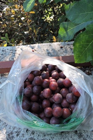 Picking plums