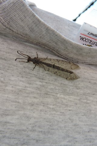 An unknown Lacewing insect