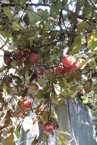 Myrobalan plums on the tree