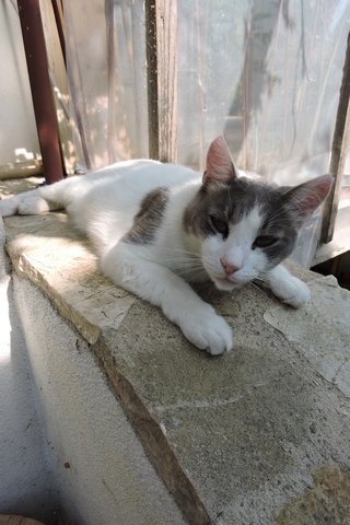 Argent, my "Simon's Cat"