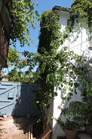 Plum trees in the courtyard