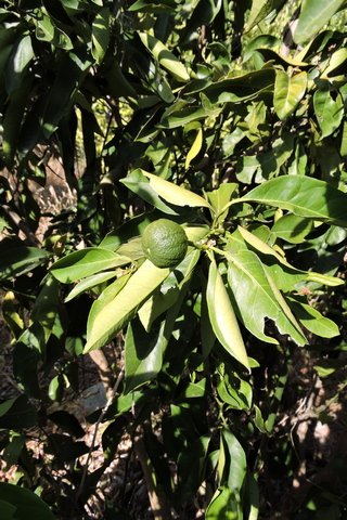Leaves still curled, but some fruit