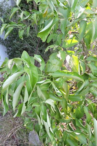 Curled leaves is a sign of stress