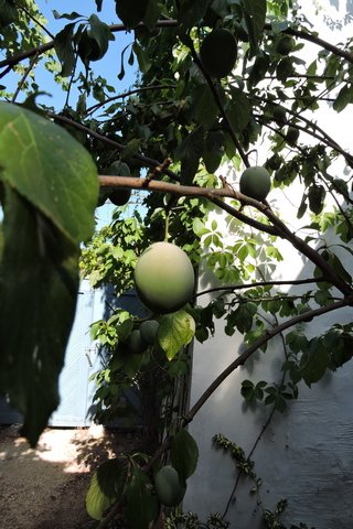 Large Prune Damson fruit