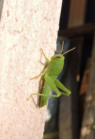 Newly hatched Grasshopper nymph
