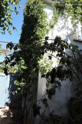 Branches bending under the weight of fruit