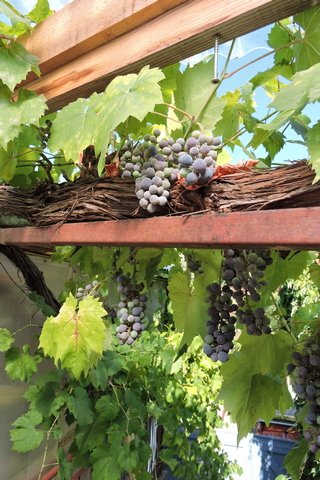 Ripening grapes