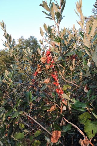 Ripening berries