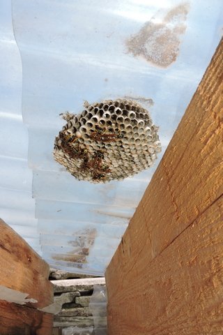 A small Hornets nest