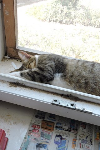 Tigger in full "Siesta" mode