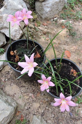 Rain Lily flowers