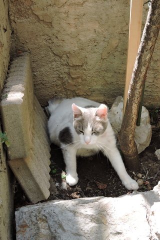 Argent in some shade and on damp soil