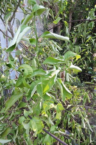 Stressed trees with small fruit