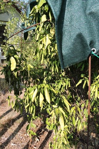 Shade netting has made no difference