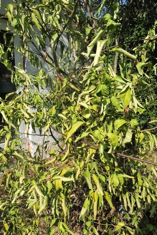 Curled leaves because of water stress