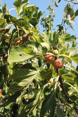 Brown Turkey figs ready for picking