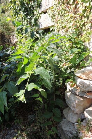 Nettle Tree sprouts everywhere