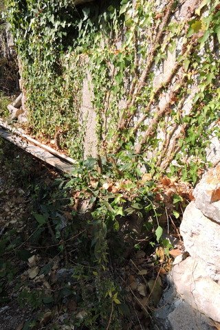 All the shoots cut and the ends treated