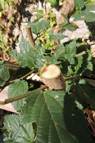 The tree grows quickly. Some shoots were 1.5 cm in diameter