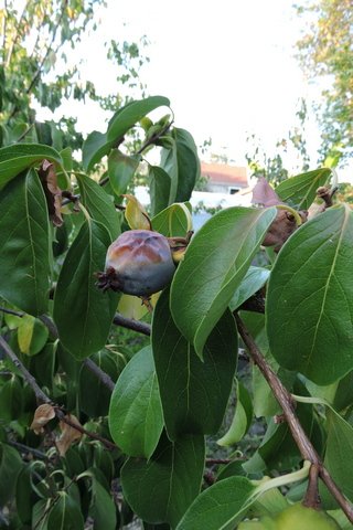 Persimmon fruits beyond recovery