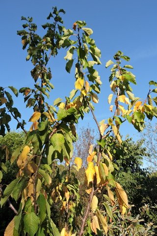 The leaves are turning early this year