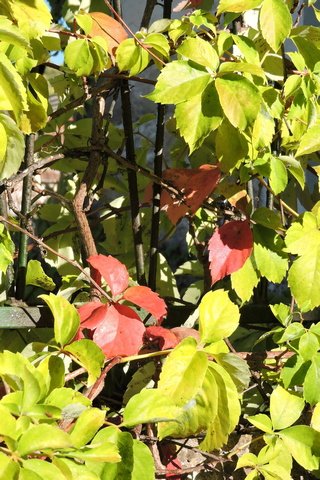 First hint of autumn