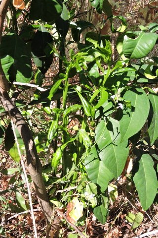 New green shoots on a Mandarin