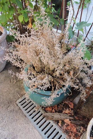 One dead lavender