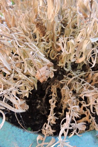 Lavender seed heads