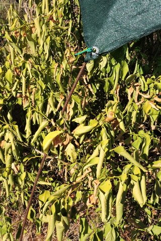 A dying orange tree