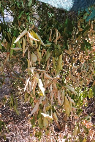 A dying lemon tree