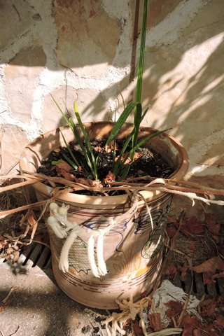 The plants this week