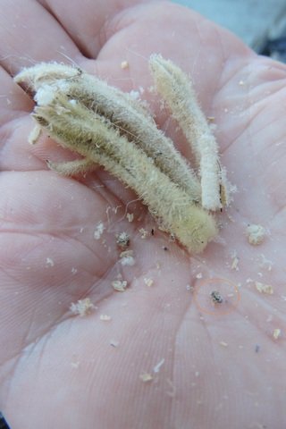Small, hard, black seeds are in the base of each dead flower