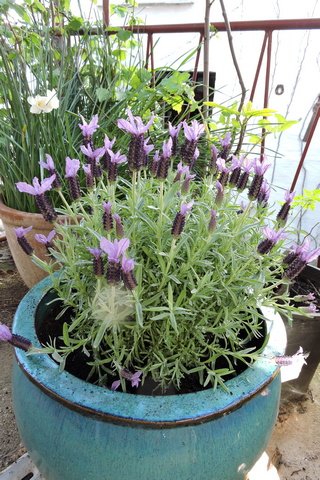Lavandula stoechas