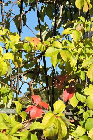 The Parthenocissus is turning - Autumn is on the way