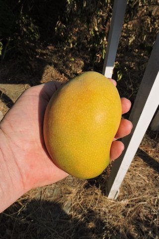 Ripe perfection