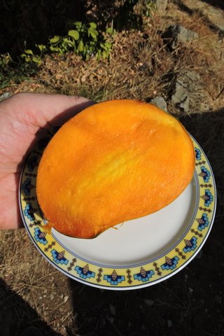 The open fruit with the seed in the centre