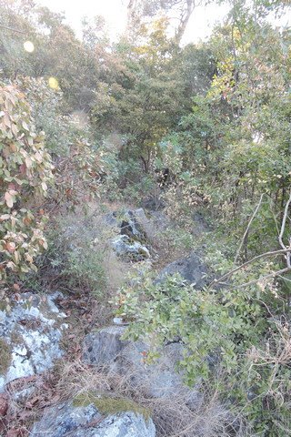The Maquis behind my home