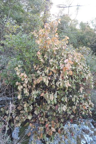 Hardy shrubs are dying because of a lack of rain