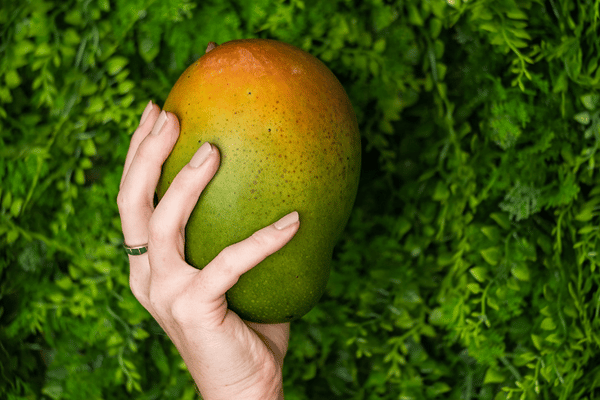 King size Keitt Mango