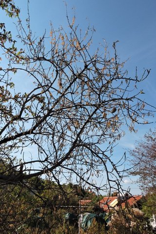 A decidedly sick old Almond tree