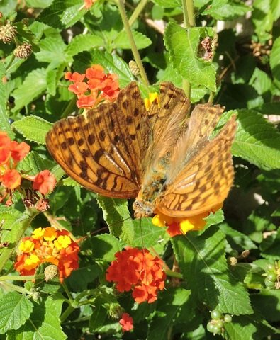 High Brown Fritillary feeding