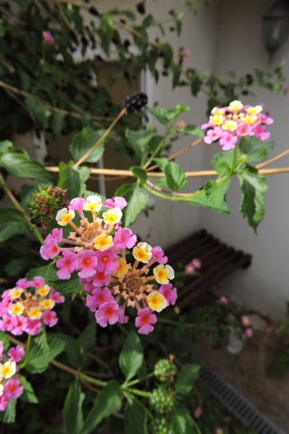 Lantana camara