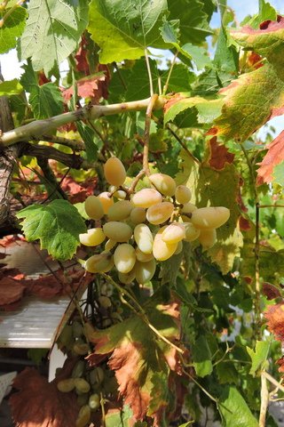 Table grapes ready for picking