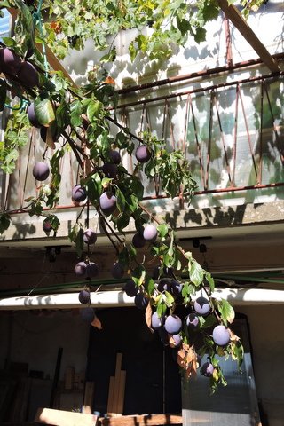 Shropshire Damson Prune ready for picking