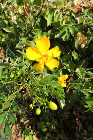 Lots of bright yellow flowers